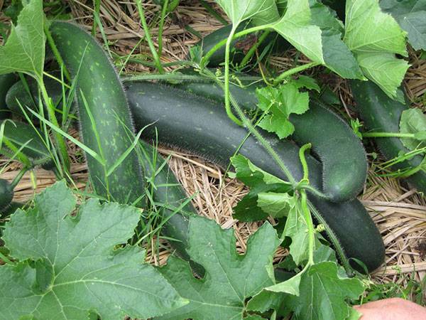 Nằm mơ thấy quả bí xanh đánh con gi có ý nghĩa gì Nằm mơ thấy quả bí xanh đánh con gi có ý nghĩa gì