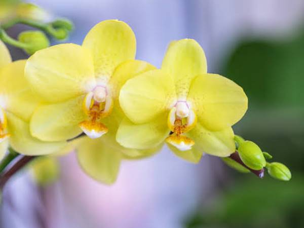 Ý nghĩa giấc mơ thấy hoa phong lan là gì? Đánh số mấy Ý nghĩa giấc mơ thấy hoa phong lan là gì? Đánh số mấy