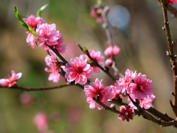 Phân tích ý nghĩa giấc mơ thấy hoa đào đánh con gì phát tài? Phân tích ý nghĩa giấc mơ thấy hoa đào đánh con gì phát tài?