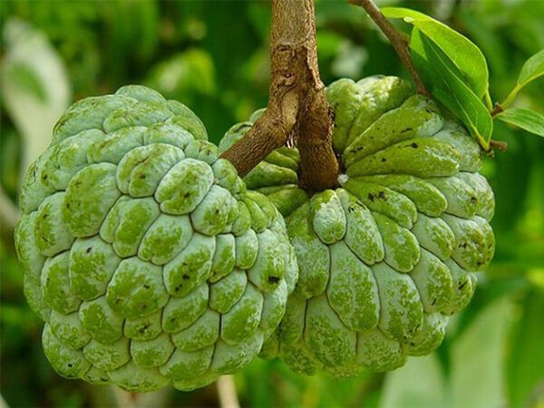 Chiêm bao mơ thấy quả na điềm báo gì, đánh con gì may? Chiêm bao mơ thấy quả na điềm báo gì, đánh con gì may?