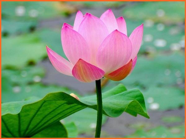 Mơ thấy hoa sen số mấy? Là điềm báo lành hay dữ? Mơ thấy hoa sen số mấy? Là điềm báo lành hay dữ?