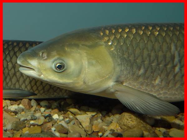 Mơ thấy cá trắm đánh con gì? Giải mã điềm báo giấc mộng Mơ thấy cá trắm đánh con gì? Giải mã điềm báo giấc mộng