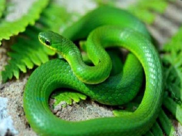 Luận giải giấc mơ thấy rắn xanh? Đánh số mấy trúng lớn? Luận giải giấc mơ thấy rắn xanh? Đánh số mấy trúng lớn?