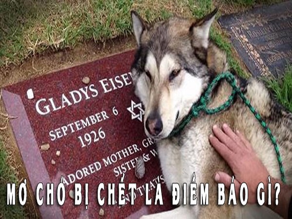 Nằm mơ thấy chó chết đánh con gì? Điềm báo giấc mơ Nằm mơ thấy chó chết đánh con gì? Điềm báo giấc mơ