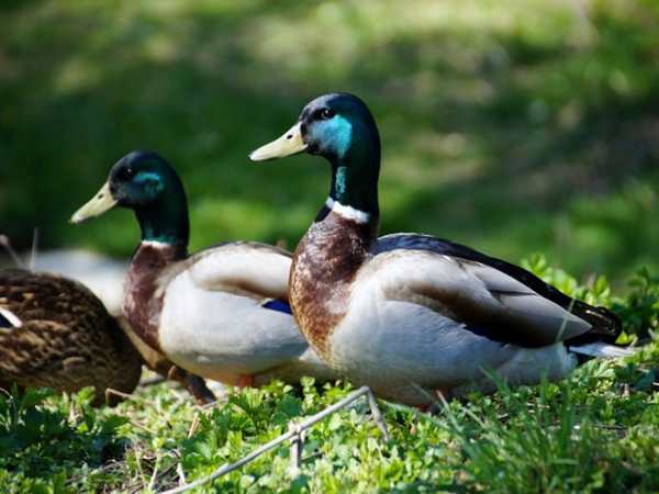 Chiêm bao mơ thấy vịt đánh số mấy? là điềm gì? Chiêm bao mơ thấy vịt đánh số mấy? là điềm gì?