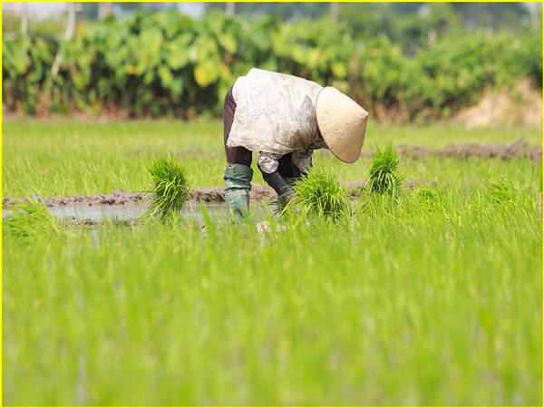 Mơ thấy đi cấy đánh con gì? Giải đáp ý nghĩa điềm báo giấc mộng Mơ thấy đi cấy đánh con gì? Giải đáp ý nghĩa điềm báo giấc mộng