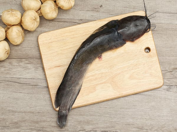 Giải mã giấc mơ thấy cá trê điềm báo lành hay dữ?