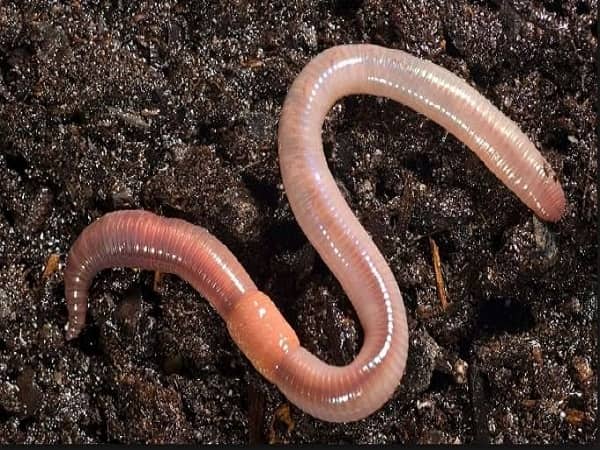 Ngủ mơ thấy con giun đất báo hiệu điều gì? Đánh con gì? Ngủ mơ thấy con giun đất báo hiệu điều gì? Đánh con gì?