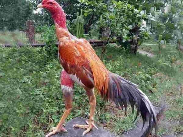 Gà chọi thái bình – Chiến kê khét tiếng nổi danh khắp miền Bắc Gà chọi thái bình – Chiến kê khét tiếng nổi danh khắp miền Bắc