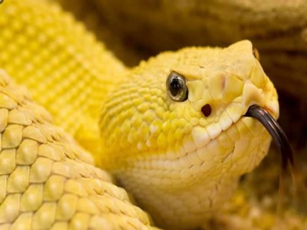 Ngủ mơ thấy rắn vàng đánh số mấy? Giải mã ý nghĩa giấc mộng Ngủ mơ thấy rắn vàng đánh số mấy? Giải mã ý nghĩa giấc mộng