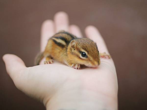 Mơ thấy con sóc đánh con số mấy nên chọn con gì dễ trúng Mơ thấy con sóc đánh con số mấy nên chọn con gì dễ trúng