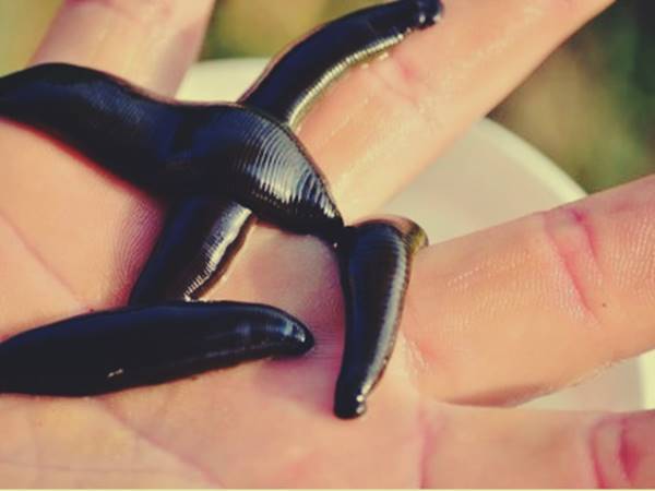 Nằm mơ thấy con đỉa là số mấy đánh con gì trúng lớn Nằm mơ thấy con đỉa là số mấy đánh con gì trúng lớn