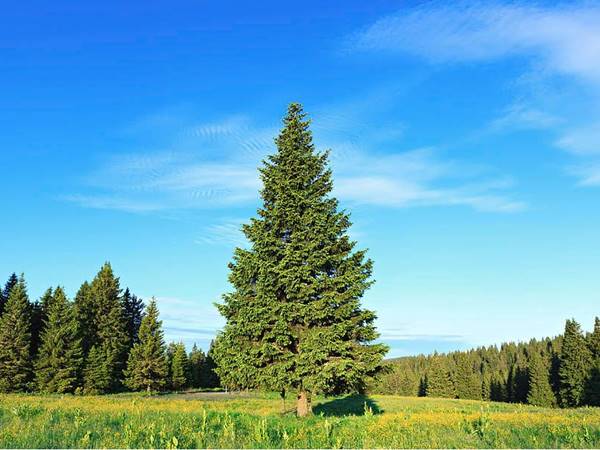 Mơ thấy cây thông đánh con gì nên chọn số mấy hay ra Mơ thấy cây thông đánh con gì nên chọn số mấy hay ra