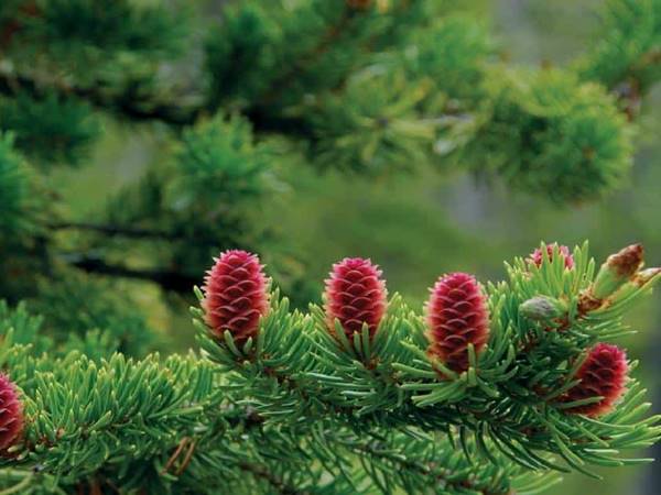 Mơ thấy cây thông đánh con gì nên chọn số mấy hay ra 1 Mơ thấy cây thông đánh con gì nên chọn số mấy hay ra 1