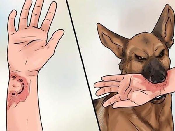 Nhìn thấy chó cắn có ý nghĩa gì, con số may mắn là số gì Nhìn thấy chó cắn có ý nghĩa gì, con số may mắn là số gì
