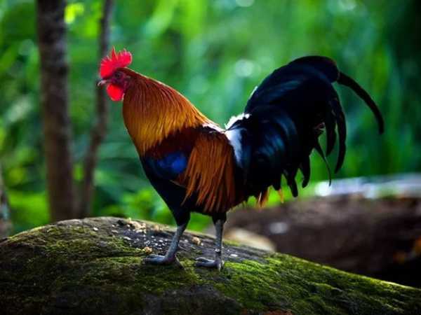 Bắt gặp thấy gà rừng có mang lại điều gì may mắn? Bắt gặp thấy gà rừng có mang lại điều gì may mắn?