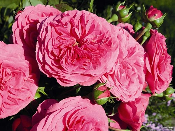 Phân tích ý nghĩ giấc mơ thấy hoa hồng đánh con gì hên?