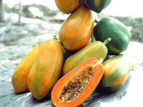 Nằm mơ thấy quả đu đủ đánh con gì? Điềm báo giấc mơ