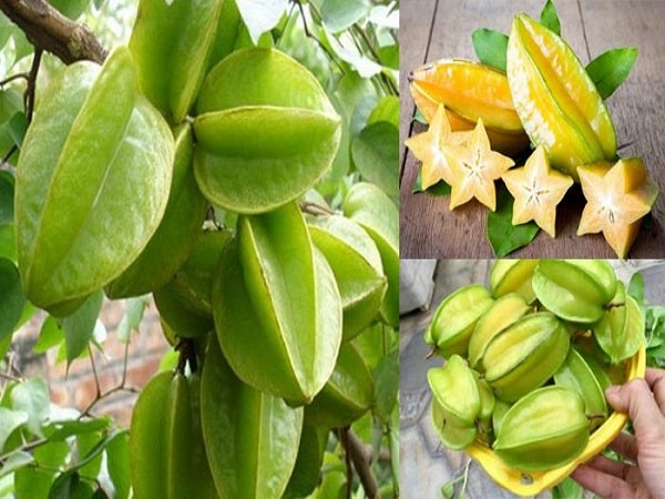 Chiêm bao mơ thấy quả khế? Ý nghĩa mơ thấy ăn khế